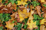 Fototapeta Lawenda - Texture of fallen maple leaves on the grass, golden autumn