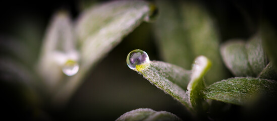 Poster - Macro shot of a water droplet on a green leaf after a drizzle