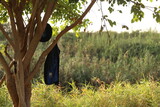 Fototapeta Desenie -  hat jewish on a tree