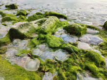 Many Dead Jellyfish And Green Algae On Beach
