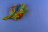 Fototapeta  - Zielona gałązka z czerwonymi owocami na niebieskim tle.