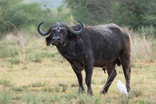 Black African Buffalo With Sharp Horns On The Grassy Field In The Murchison Falls National Park