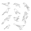 Birds set drawings, continuous line illustration. Different species, linear ink art.