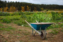 Old Wheelbarrow Standing In Front Of The Vegetable Field