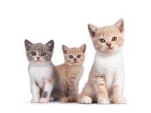 Bunch Of 3 Various Colored British Shorthair Cat Kittens, Standing And Sitting Together. All Facing Camera. Isolated On On White Background.
