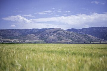 Poster - Scenic view of a green meadow with mountains background