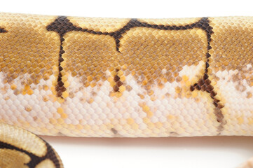 Wall Mural - Ball python (Python regius) on a white background