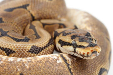 Wall Mural - Ball python (Python regius) on a white background