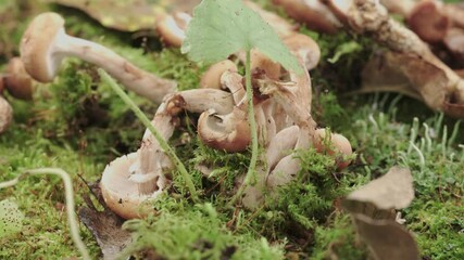 Wall Mural - cut and crushed Armillaria mellea mushrooms, lie on moss. Shoot in a circle.