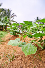 Close-up of a jicama plant growing on a plantation. fresh jicama leaves in plantation.