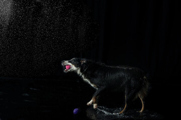 Wall Mural - Australian Shepherd dog playing with a ball in a room