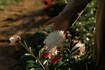 Wall Mural - White peony flower in woman hand in sunny rays.