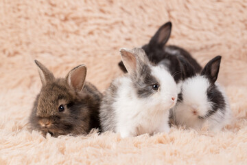 A group of black and white rabbits sat on old rose-colored carpet. Rabbits are small mammals.  Fluffy hair all over the body, short round tail and long ears.