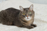 Fototapeta Koty - A gray cat with eyes of different colors is lying on the bed