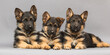 three german shepherd puppies on a gray background