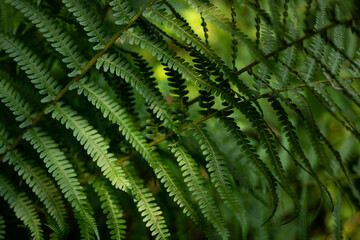 Wall Mural - Close up of common lady fern (Athyrium filix-femina, also known simply as common forest fern). Abstract natural pattern, useful as a green background for themes related to nature and sustainability.