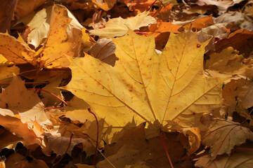 Wall Mural - autumn fallen leaf of maple tree glowing in sunlight