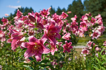 Wall Mural - Beautiful purple lilies flowers in garden.