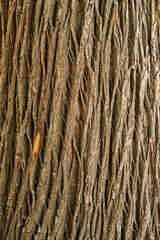 Wall Mural - Texture of the bark of an old chestnut tree, Sierra Nevada National Park, Spain