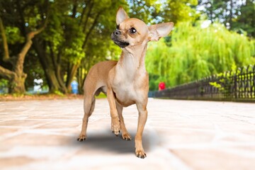 Wall Mural - Friend. Portrait of funny active pet, cute dog posing