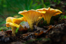 Cantharellus Cibarius (commonly Known As The Chanterelle Or Golden Chanterelle) Growing In The Forest
