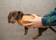 cute dachshund puppy and hot dog bread