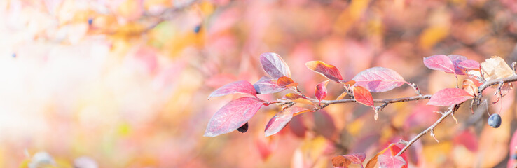 Wall Mural - Beautiful panoramic autumn scenery with colorful autumn leaves on a soft background