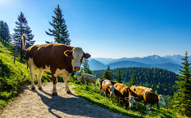 Wall Mural - cow at a meadow