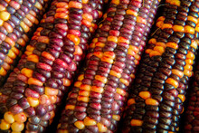 Multi Colored Indian Corn In The Detail