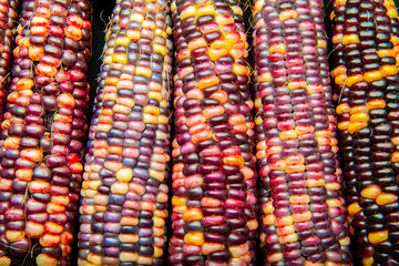 Wall Mural - multi colored indian corn in the detail