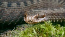 Common European Adder Viper (Vipera Berus) Sticking Out Tongue And Smelling