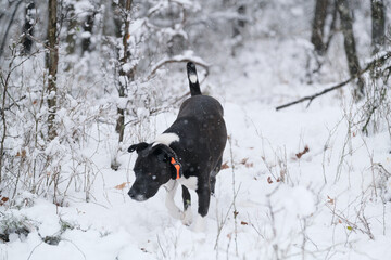 Wall Mural - Active dog exploring woods outside during snowy weather in shallow depth of field.