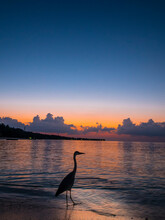 Maldives, Ross Atoll, Grey Heron On Beach At Sunset