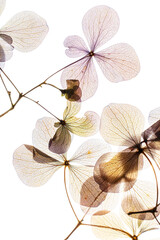 Poster - hydrangea flowers on the white background