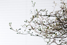 Twigs Of Corokia Cotoneaster In Front Of Light Background