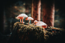 Closeup Of Wild Mushrooms Growing In Bavarian Forests, Germany