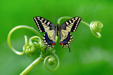 Macro shots, Beautiful nature scene. Closeup beautiful butterfly sitting on the flower in a summer garden.