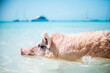 © Daniel Waschnig/Westend61 - Pig swimming in sea on Pig Beach, Exuma, Bahamas, Caribbean