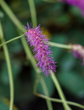 Close Up Of Japanese Burnet, Japanese Bottlebrush (Sanguisorba Obtusa) Composed With A Blurred Background