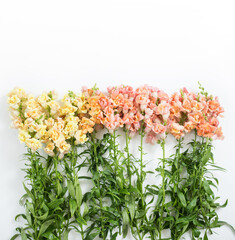 Wall Mural - Snapdragon Spring Flowers Isolated on White Background