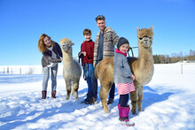 Family With Alpacas On A Field In Winter