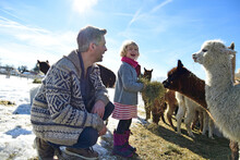 Happy Father And Daughter Feeding Alpacas With Hay On A Field In Winter
