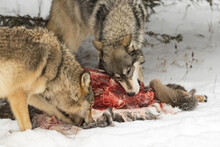 Grey Wolves (Canis Lupus) Chew On White-tail Deer Meat Winter