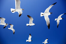 Low Angle View Of Seagulls Flying Against Clear Blue Sky