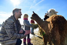 Father And Daughter Feeding Alpacas With Hay On A Field In Winter