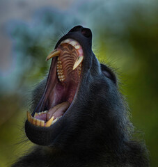yawning baboon