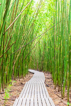 Bamboo Forest, Pipiwai Trail, Haleakala National Park, Maui, Hawaii, USA