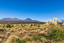 New Zealand, North Island, Clear Blue Sky Over Yellow Grass Growing In Front Of Ngauruhoe And Tongariro Volcanoes