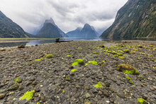 New Zealand, Oceania, South Island, Southland, Fiordland National Park, Mitre Peak And Milford Sound Beach At Low Tide With Green Algae On Pebbles