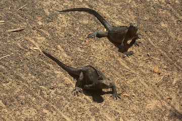 Wall Mural - The marine iguana, sea iguana, saltwater iguana, or Galápagos marine iguana (Amblyrhynchus cristatus).